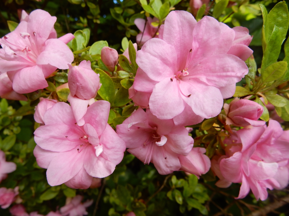 Rosebud